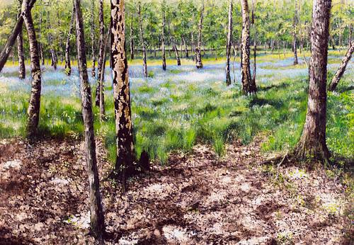 Bluebell wood