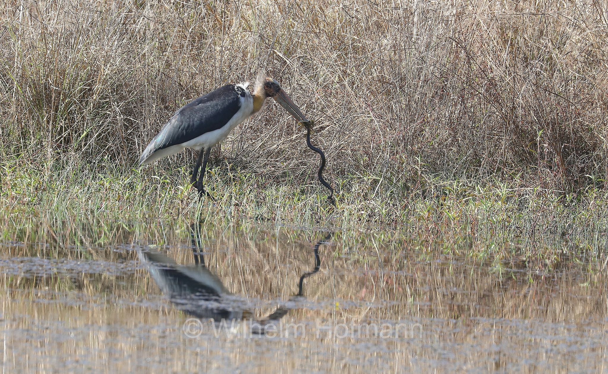 lesser adjutant, Sundamarabu, Sunda-Marabu, Malaien-Storch, Java-Marabu, Kleiner Adjutant, marabù minore, Leptoptilos javanicus, Kanha National Park, Kanha-Nationalpark, parco nazionale di Kanha, Madhya Pradesh, India, Indien