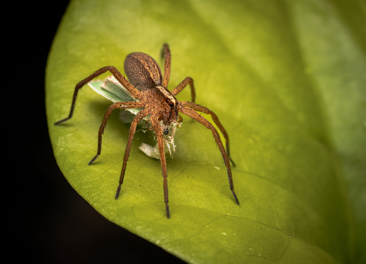 Exploring Life After Dark in the Pitcher Plant Bog Ecosystem