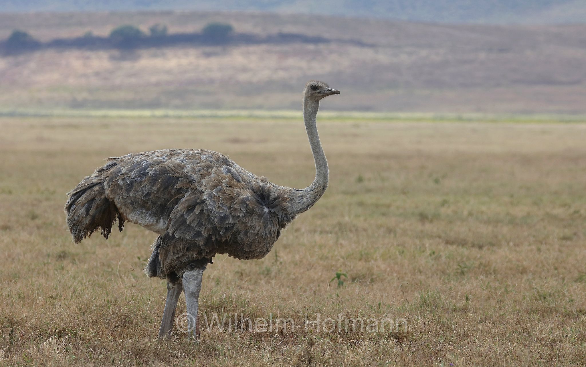 Masai ostrich, East African ostrich, Massai-Strauß, struzzo masai, Struthio camelus massaicus, area di conservazione di Ngorongoro, Ngorongoro Conservation Area, Ngorongoro Krater, Tanzania, Tansania