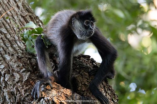 Ateles geoffroyi - Geoffroy's spider monkey
