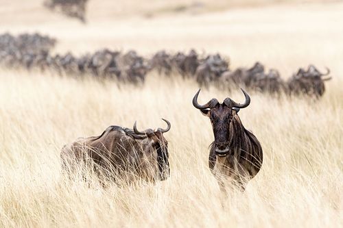 Wildebesst in Tall Grass Field in Kenya
