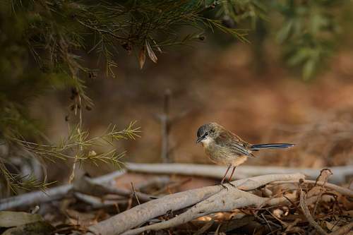 Nature & Wildlife