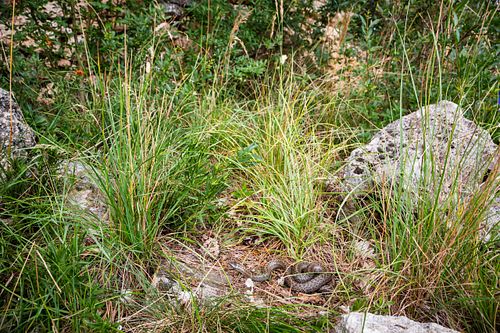 Coronella austriaca – Schlingnatter