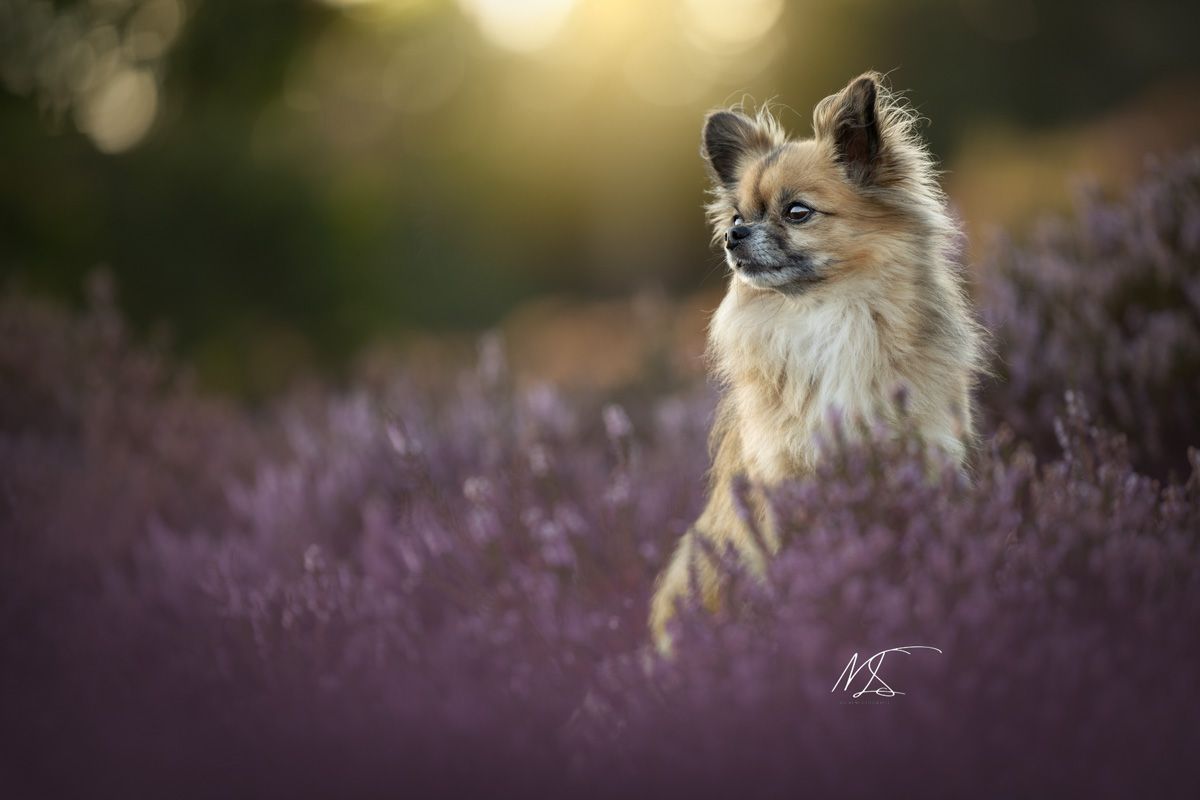 Bruine Chihuahua staat zijlinks tussen paarse heidebloemen en kijkt weg met zon op achtergrond