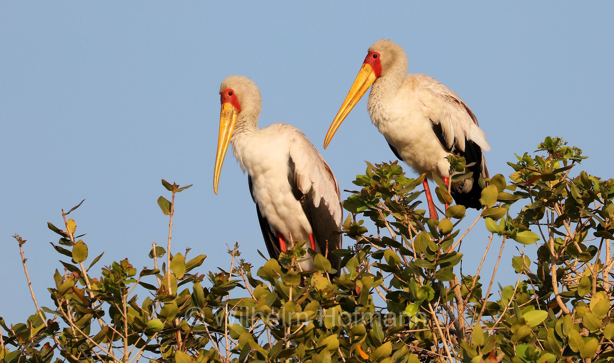 yellow-billed stork, Nimmersatt, tantalo africano, Mycteria ibis, Okavango Delta, Okavango Grassland, Botswana, Republik Botsuana