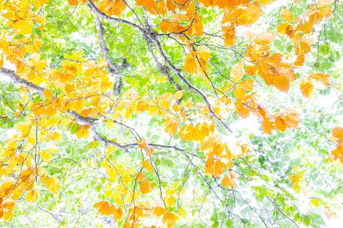 Beech impression