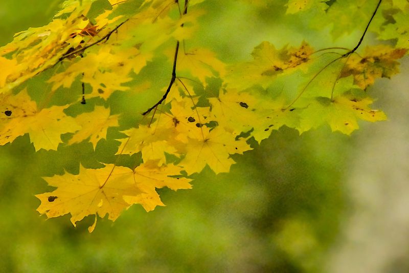 Kuldsed lehed, mis muudavad sügise kullakarva.