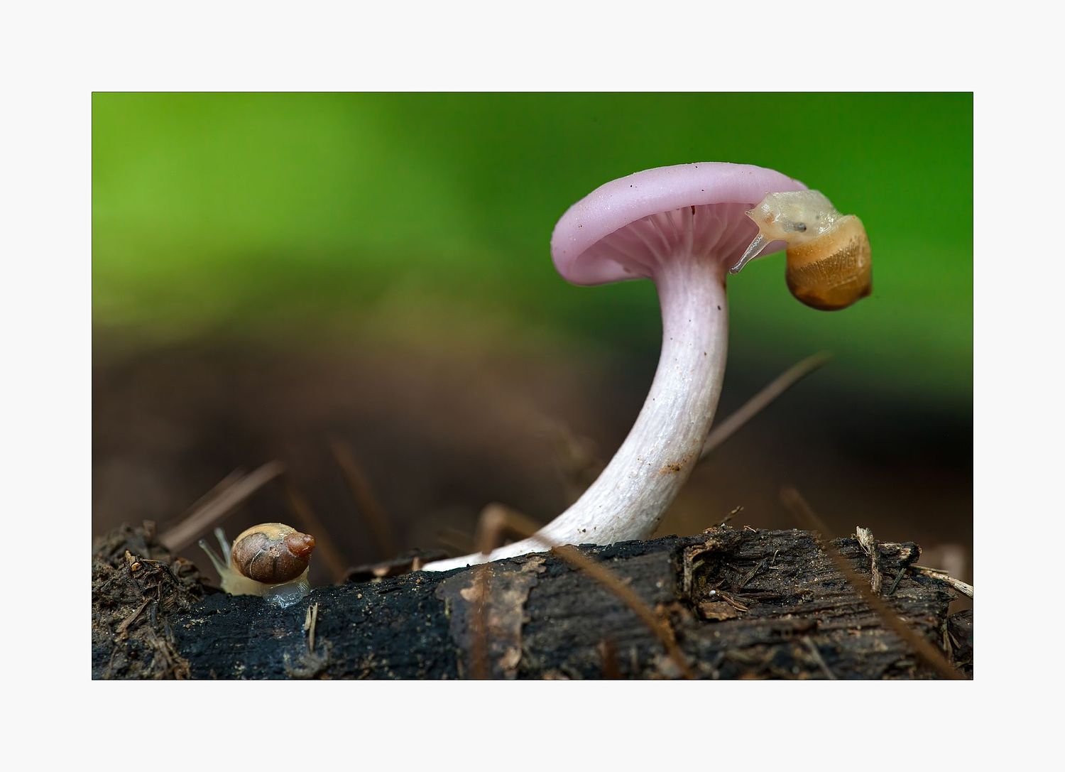 Andr&eacute; J Fanthome