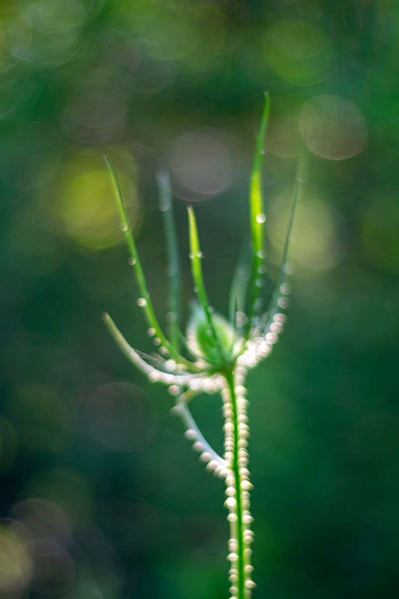 Morning walk ~ 7th July 2024