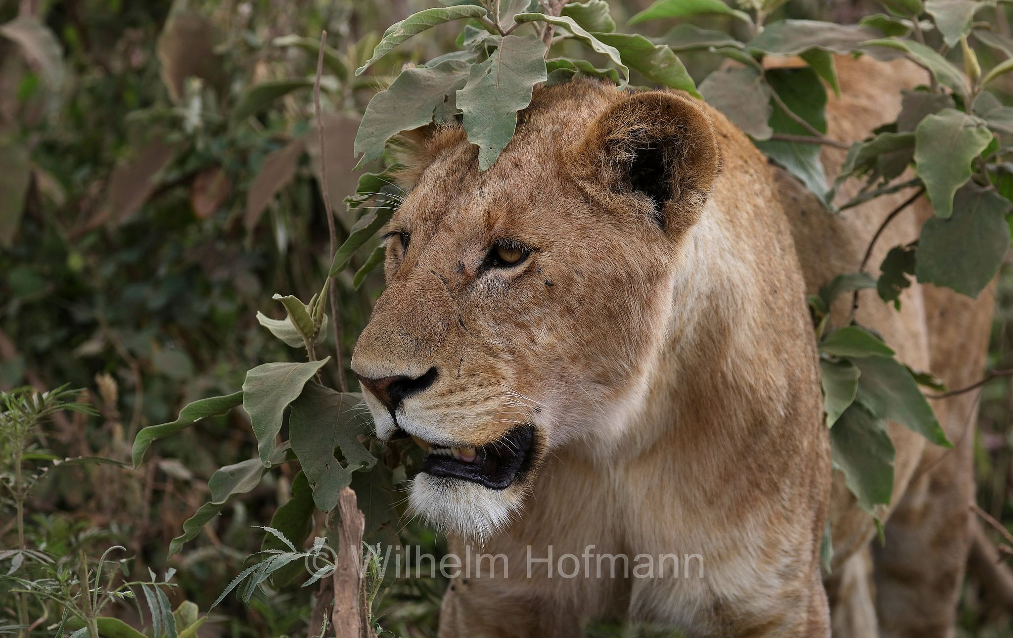 Lion, Ngorongoro Conservation Area, Tanzania, Löwe, leone, panthera leo melanochaita, Ngorongoro Krater, Tansania, Magadisee, lake magadi, lake magad, area di conservazione di Ngorongoro