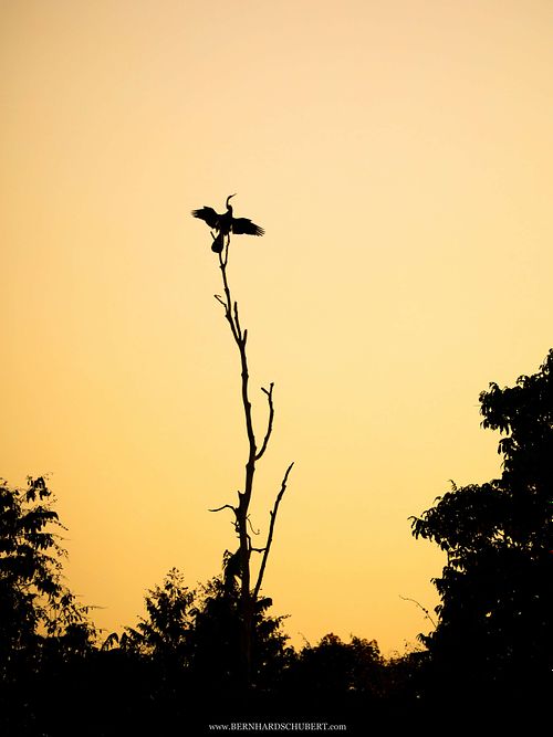 Anhinga melanogaster – Orient-Schlangenhalsvogel