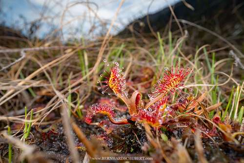 Drosera rotundifolia -  Round-leaved sundew