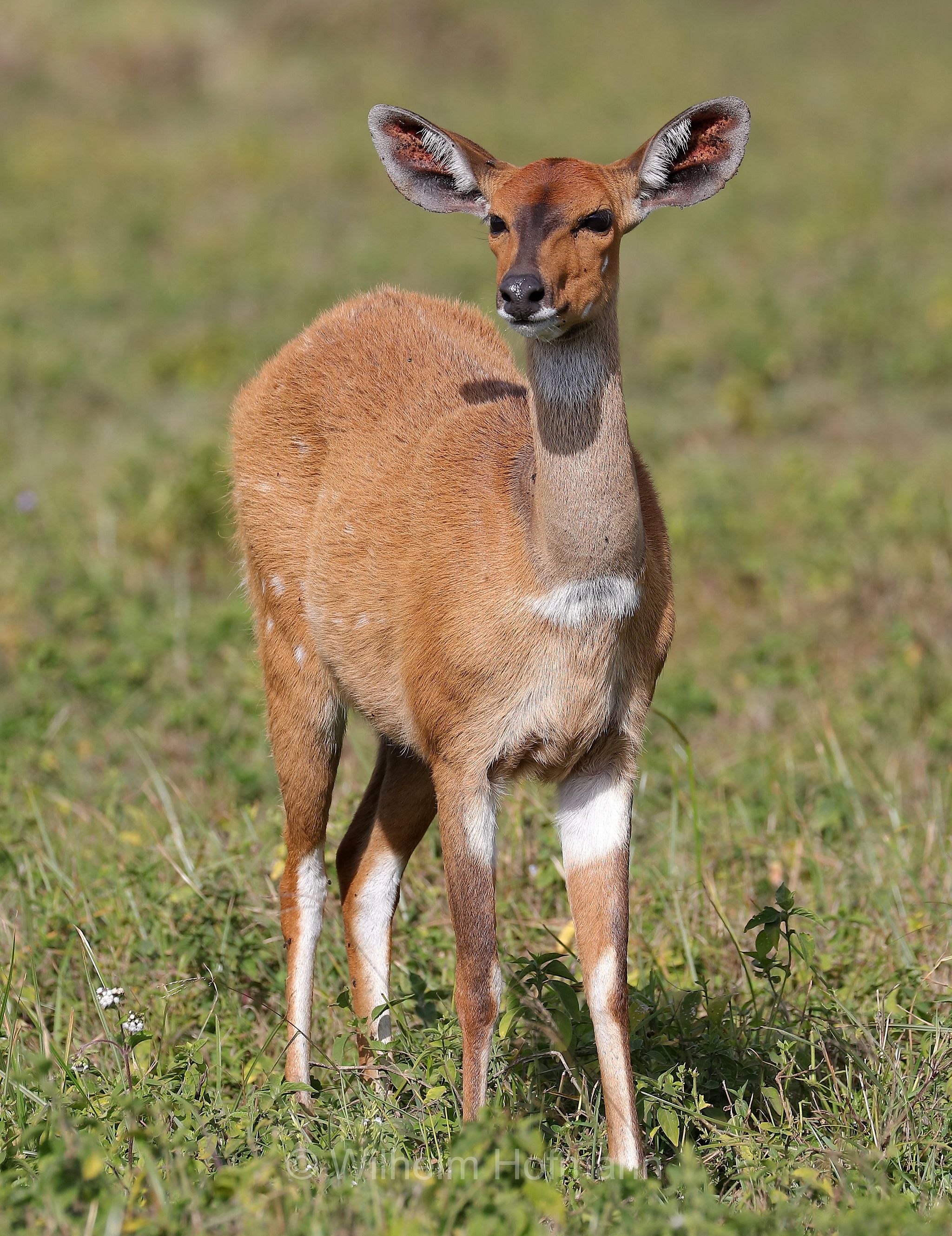 cape bushbuck, imbabala, Südliche Schirrantilope, ﻿tragelafo meridionale, tragelaphus sylvaticus, ﻿area di conservazione di Ngorongoro, Ngorongoro Conservation Area, Ngorongoro Krater, Tanzania, Tansania