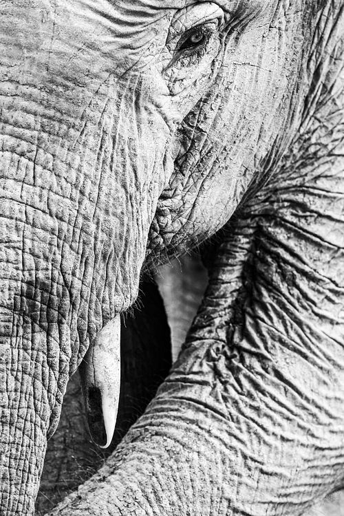 Elephas maximus borneensis - Borneo pygmy elephant