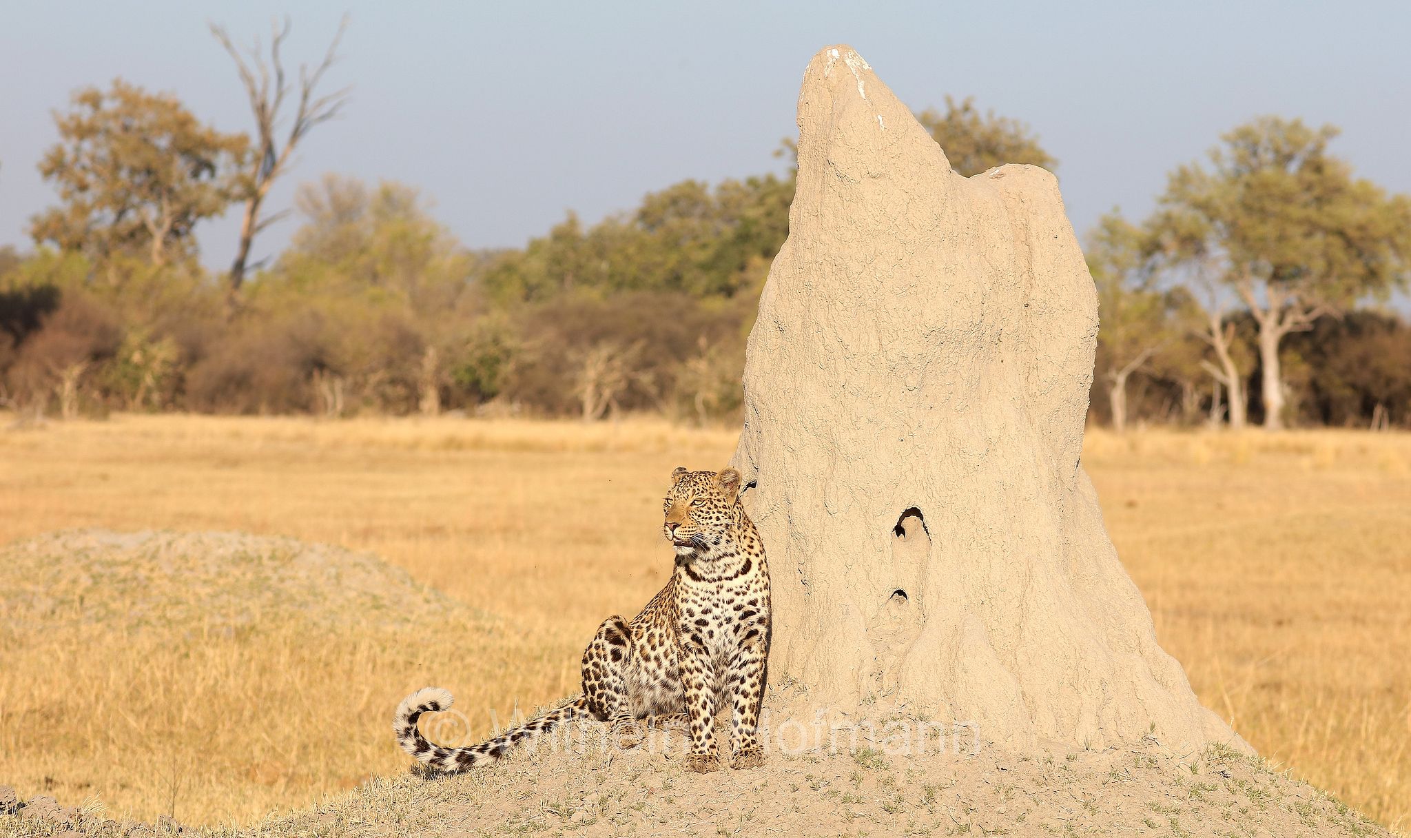 Leopard, leopardo, Panter, Panther, Panthera pardus, Moremi Game Reserve, Moremi-Wildreservat﻿, Okavango Delta, Okavango Grassland, Botswana, Republik Botsuana