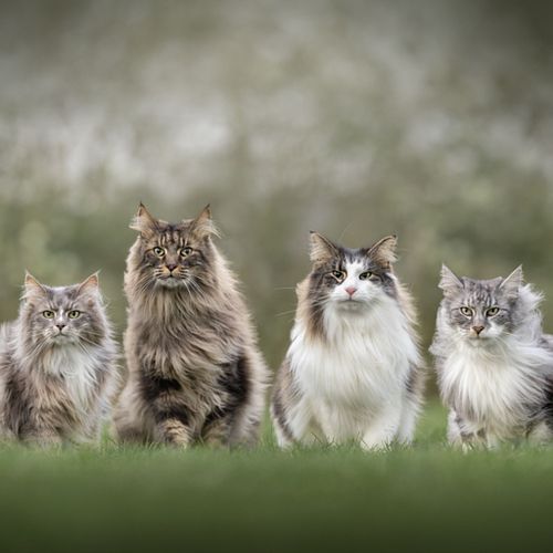 Een geweldige herinnering van en met jouw hond, kat, fret of ander huisdier!