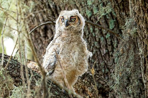 A fluffy Great Horned Owlet with bright yellow eyes perched among mossy branches in Coastal Texas.