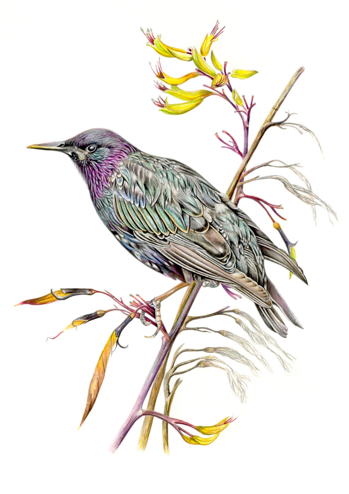 Starling Illustration