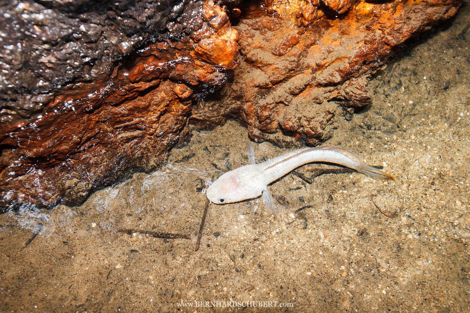 Channa sp. - Snakehead depigmenation