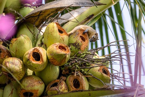 Callosciurus notatus - Plantain squirrel