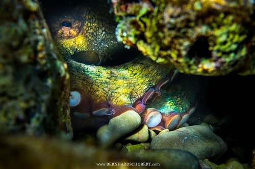 Octopus vulgaris - Common octopus