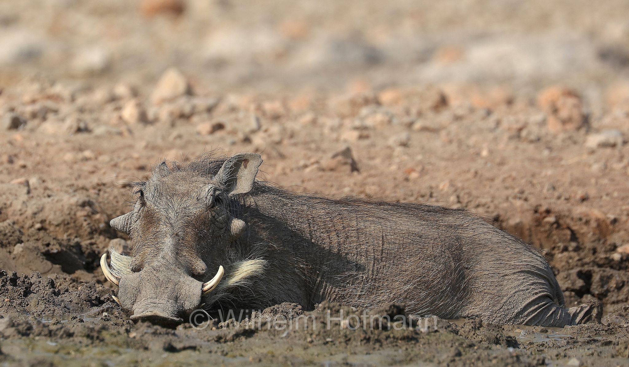 phacochoerus africanus, common warthog, Warzenschwein, facocero, facochero, Etosha-Nationalpark, Etosha National Park, parco nazionale d'Etosha, Namibia