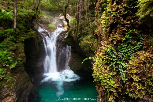 Asplenium trichomanes - Braunstieliger Streifenfarn