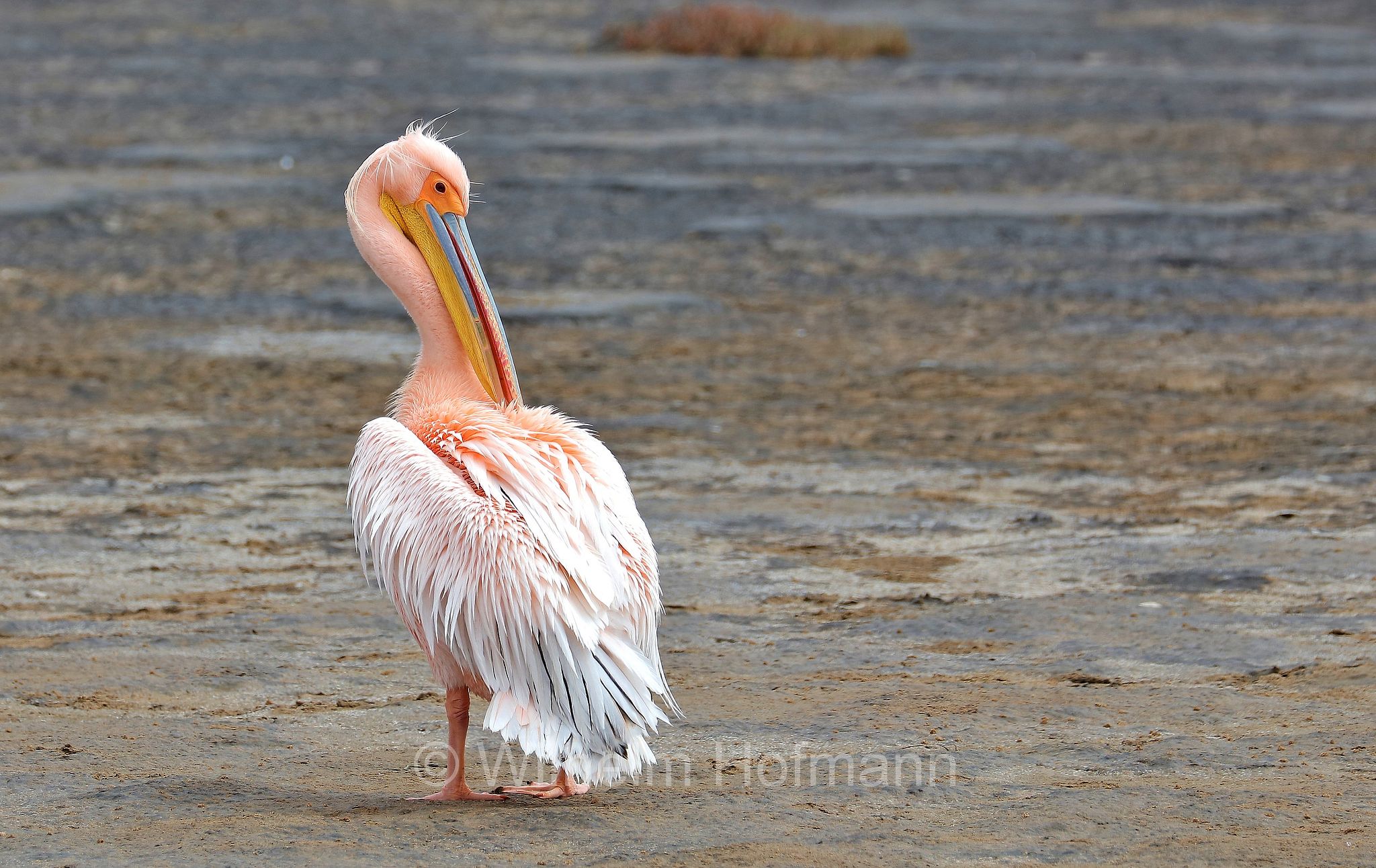 great white pelican, eastern white pelican, rosy pelican, white pelican, Rosapelikan, pellicano bianco maggiore, pellicano bianco comune, pellicano bianco orientale, pellicano rosato, Pelecanus onocrotalus, Walvis Bay Lagoon, Walfischbucht, Walvisbaai, Namibia