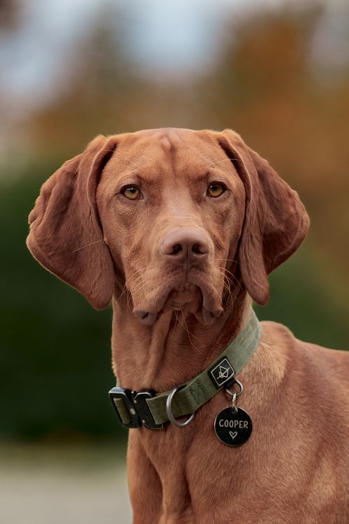 Regal Vizsla on a fall day.