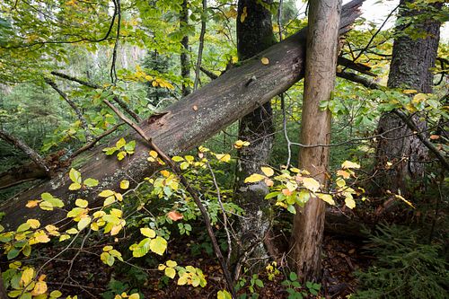 Naturwald in der Steinerau