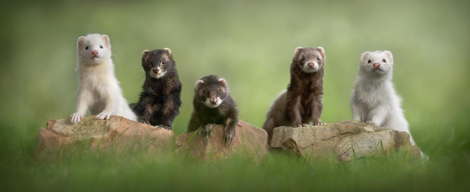 NLS Dierenfotografie