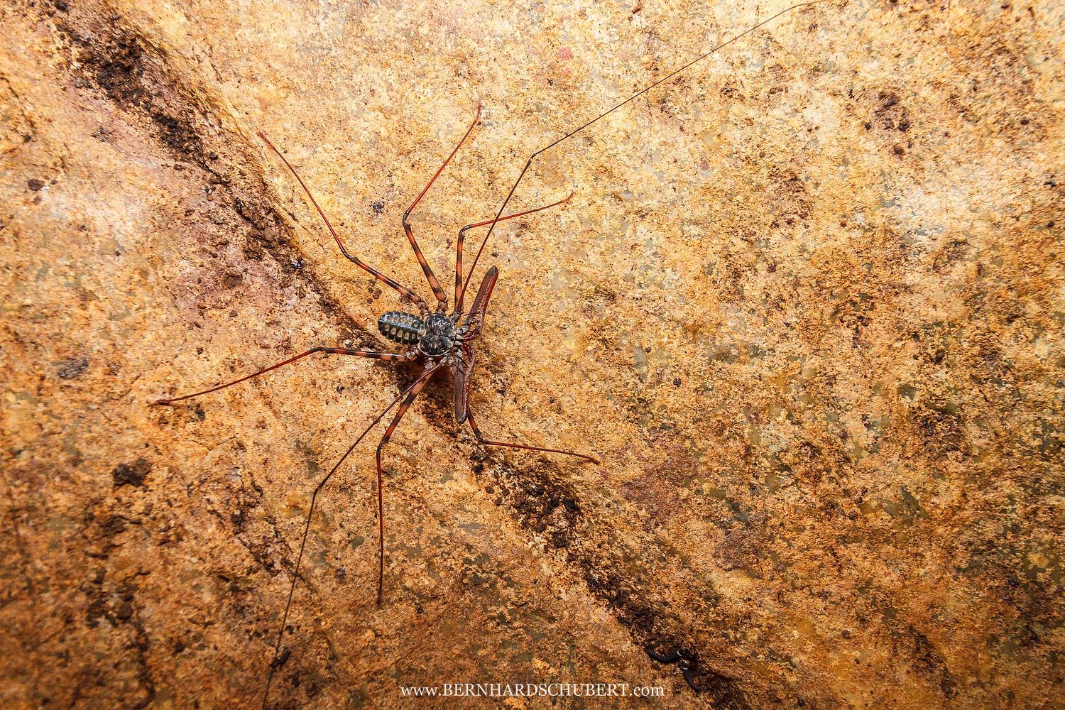 Geißelspinne (Amblypygi)