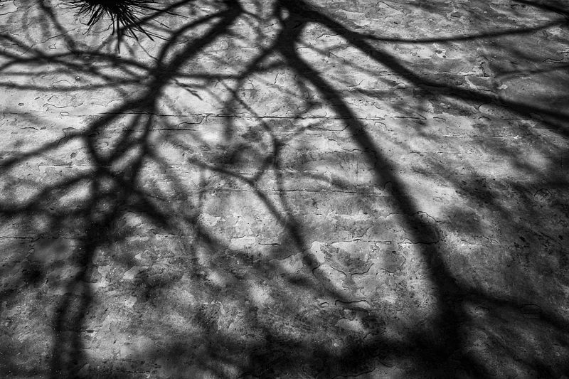 parallel life
