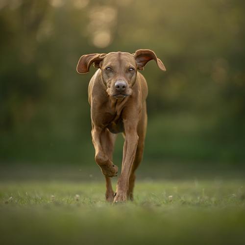 Een geweldige herinnering van en met jouw hond, kat, fret of ander huisdier.
