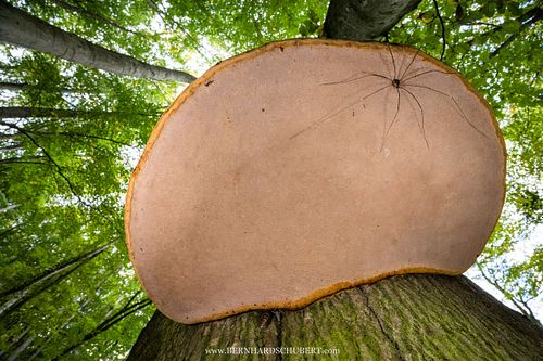 Leiobunum sp. - Harvestman