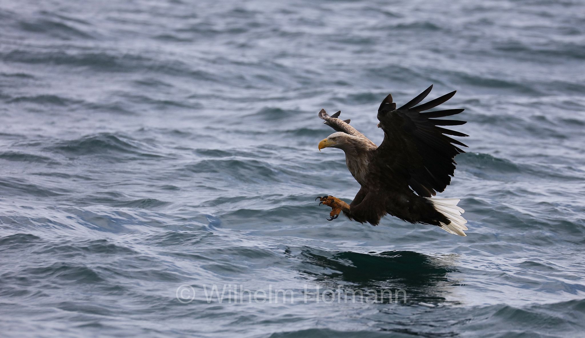 white-tailed eagle, white-tailed sea-eagle, ern, erne, gray sea eagle, Eurasian sea eagle, Seeadler, aquila di mare, aquila di mare codabianca, Rausu, penisola di Shiretoko, Shiretoko Peninsula, Shiretoko-Halbinsel, Hokkaidō, Hokkaido, Japan, Giappone