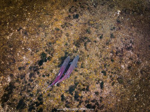 Hucho hucho - Huchen Danube salmon