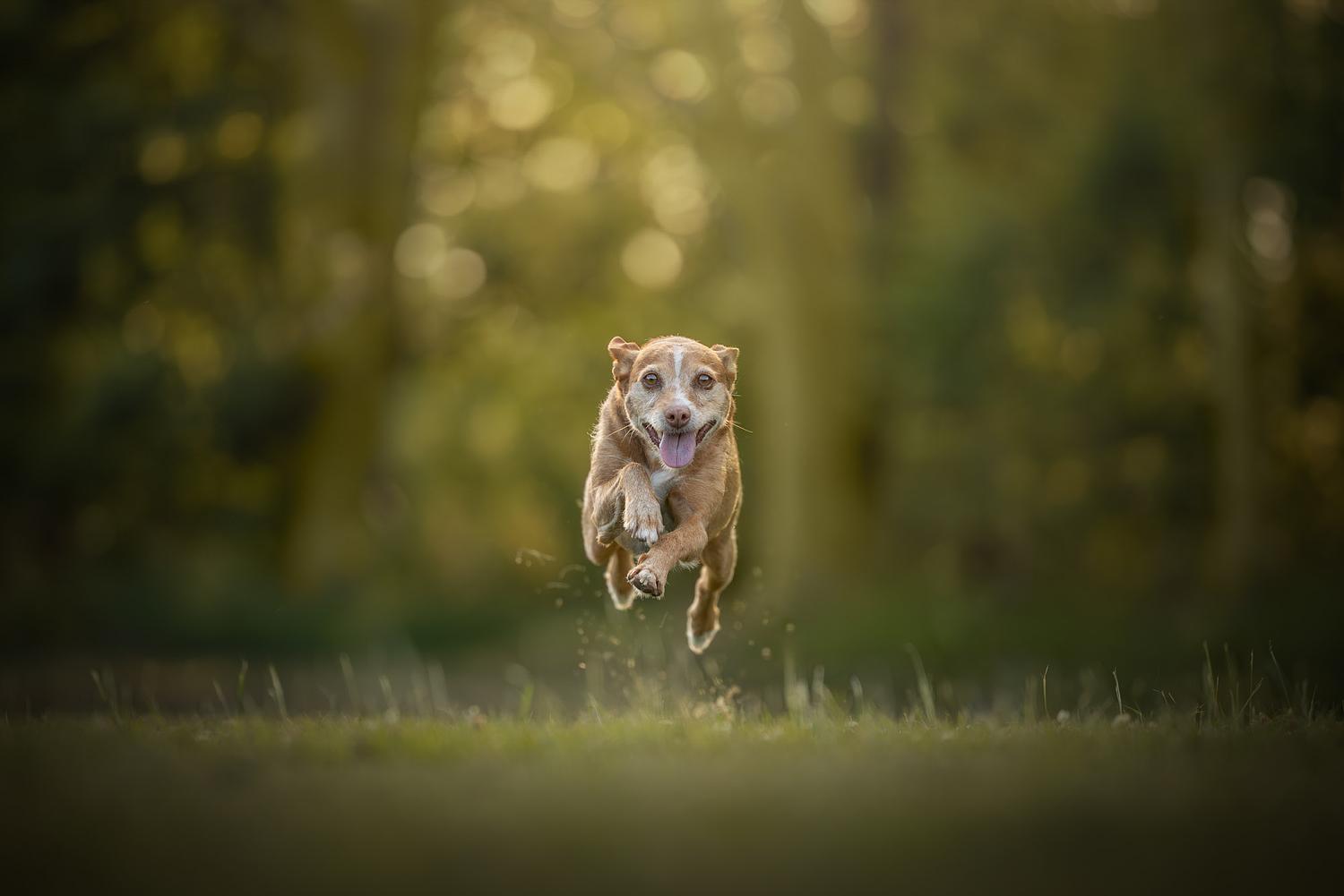 NLS Dierenfotografie