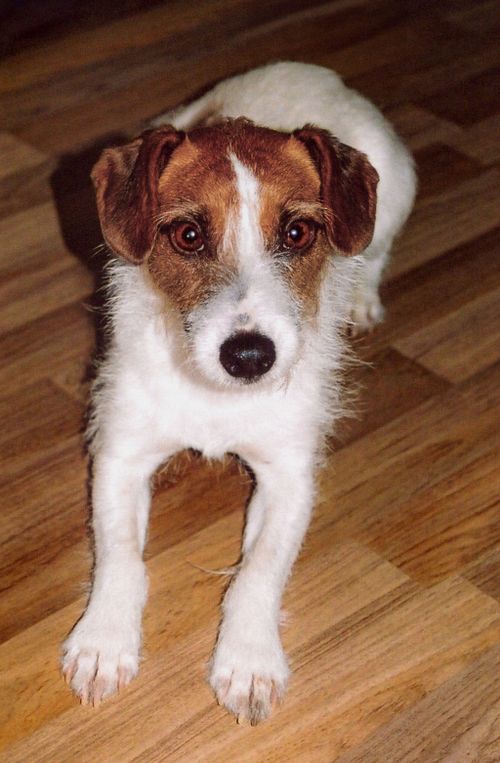 Why Choose Pet Photography?