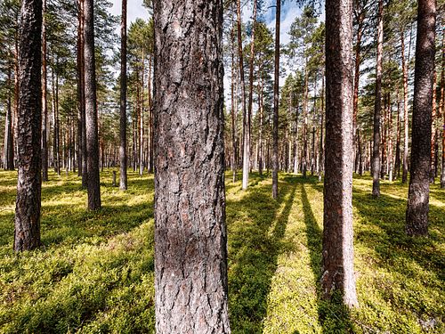 Kapelle Wilder Geschinen
