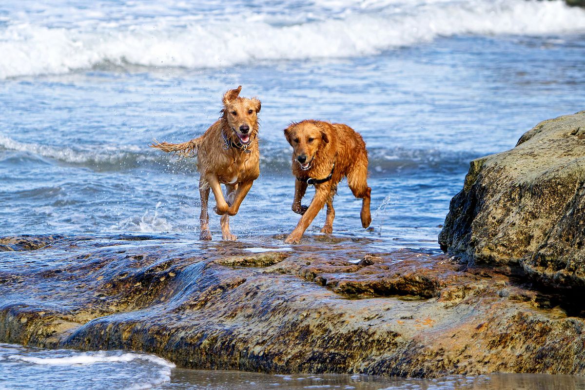 Two Golden Retriever Dogs Running on Beach Rocks