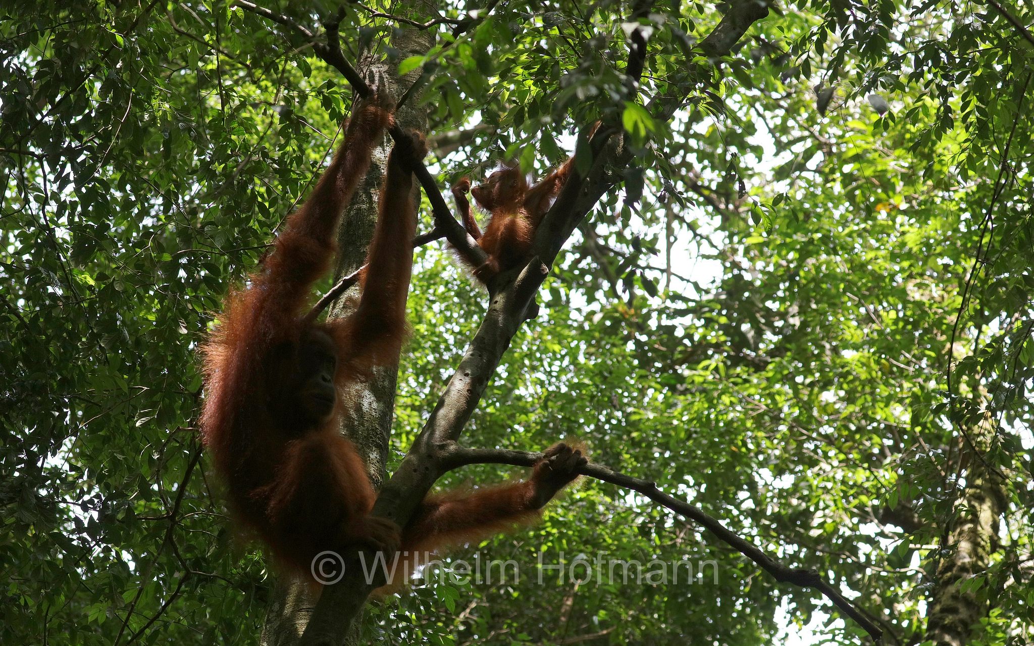 Sumatran orangutan, Sumatra-Orang-Utan, orango di Sumatra, Pongo abelii, Gunung Leuser National Park, Nationalpark Gunung Leuser, parco nazionale di Gunung Leuser, Bukit Lawang, Sumatra, Indonesia, Indonesien