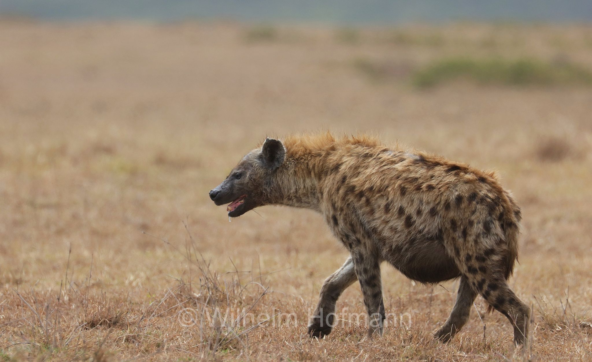 Crocuta crocuta, spotted hyena, laughing hyena, Tüpfelhyäne, Fleckenhyäne, iena macchiata, iena maculata, iena ridens﻿, area di conservazione di Ngorongoro, Ngorongoro Conservation Area, Ngorongoro Krater, Tanzania, Tansania