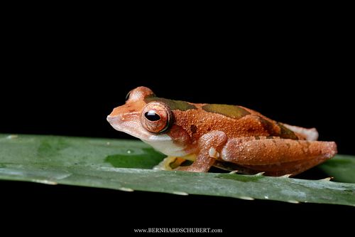Leptomantis cf. gadingensis - Gunung Gading Tree Frog