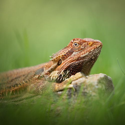 Alle dieren zijn welkom!