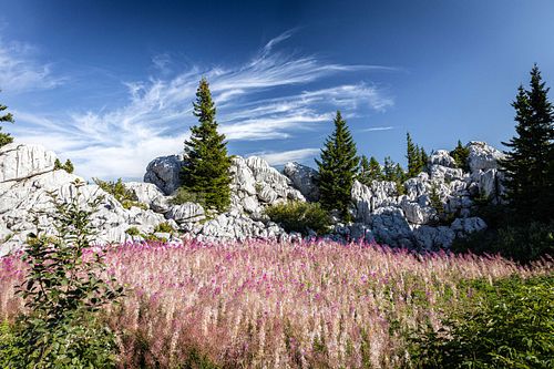 Chamaenerion dodonaei - Rosemary-leaved willowherb in Velebit