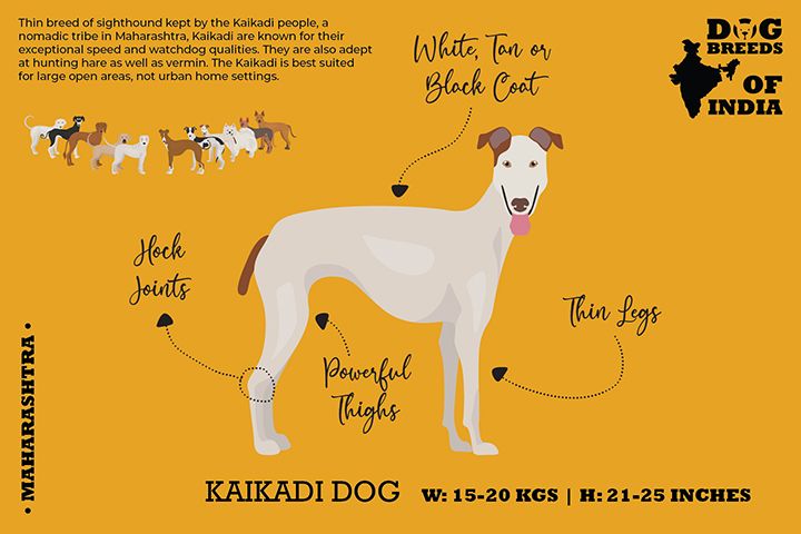 DOG BREEDS OF INDIA 12 CARDS