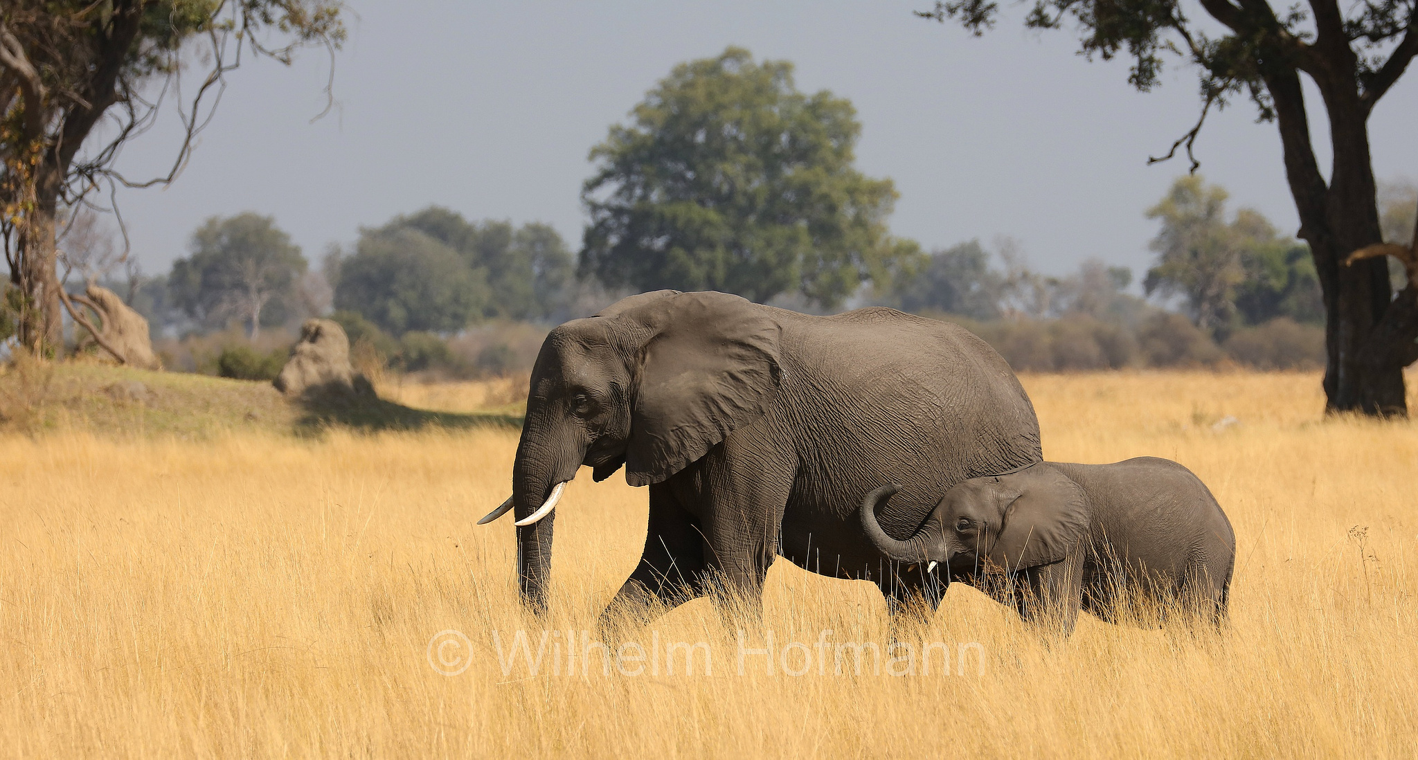 African bush elephant, African savanna elephant, Afrikanischer Elefant, Afrikanischer Buschelefant, Afrikanischer Savannenelefant, Afrikanischer Steppenelefant, elefanto africano, elefanto africano di savana, Moremi Game Reserve, Moremi-Wildreservat, Okavango Delta, Okavango Grassland, Botswana, Republik Botsuana