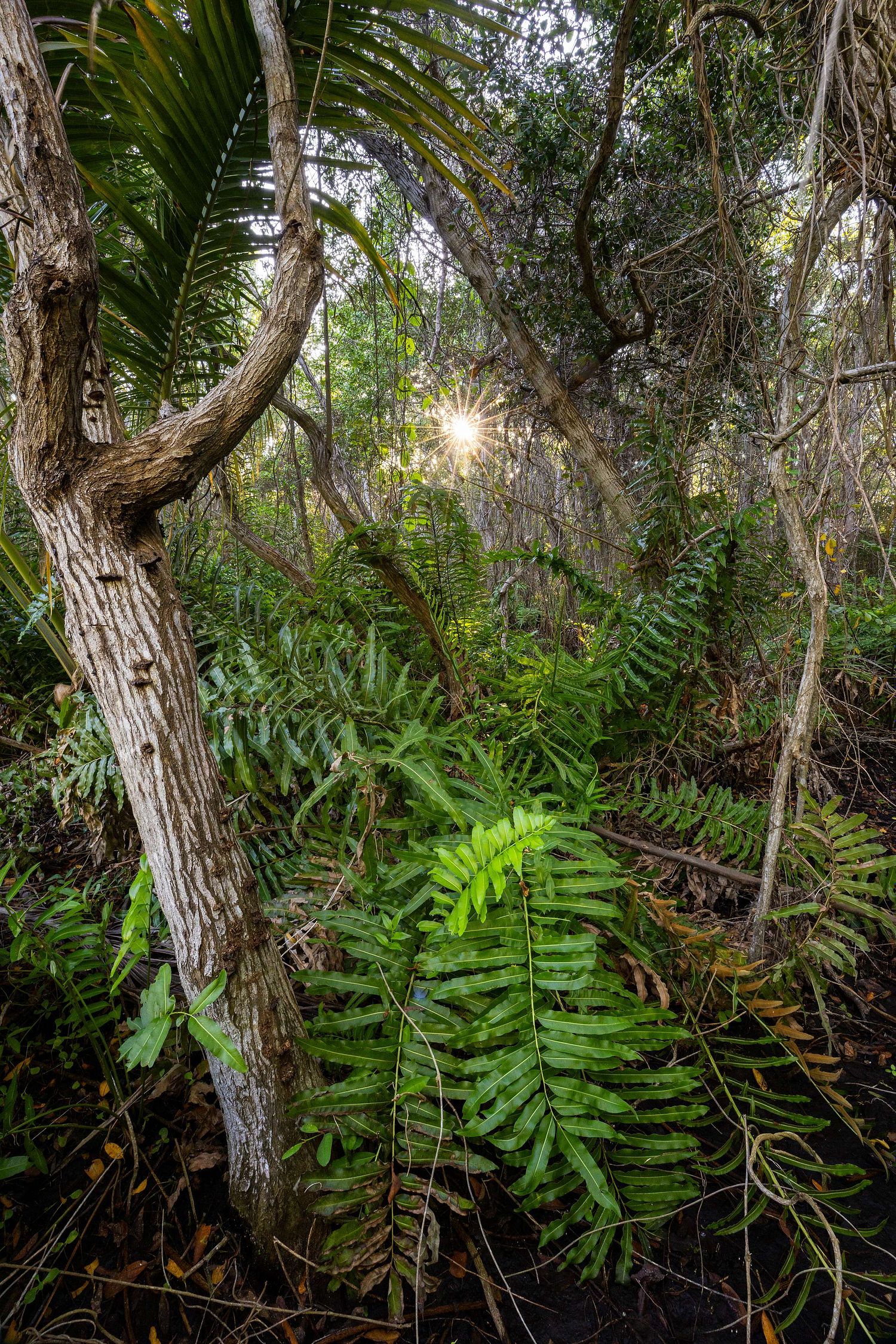 Sumpfwald mit Acrostichum sp. - Mangrovenfarn